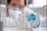 A quien servimos, ¿a los ratones de laboratorio o a las personas?